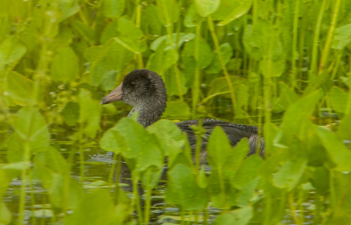 American Coot - ML639806722