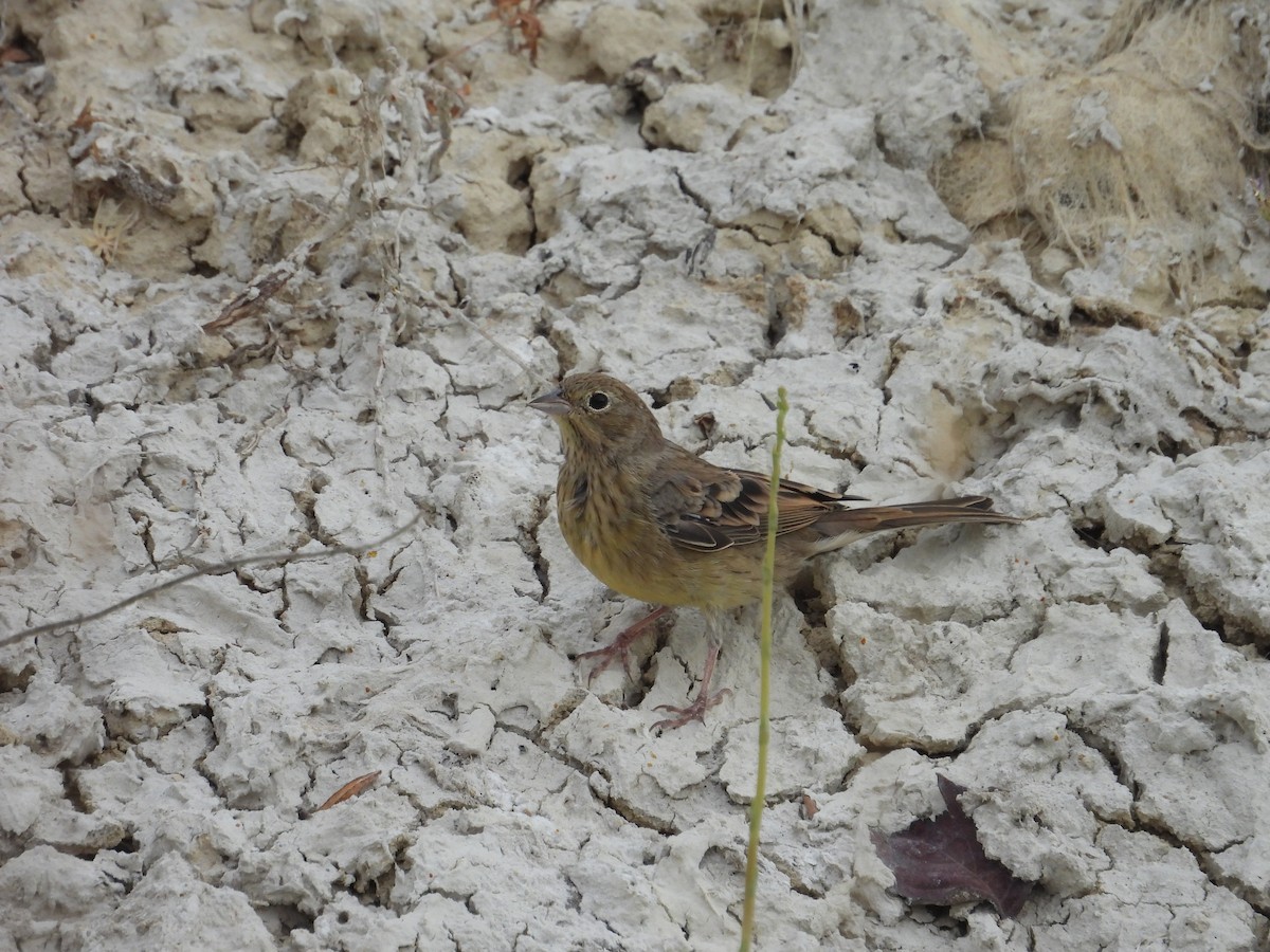 Cinereous Bunting - ML639806731