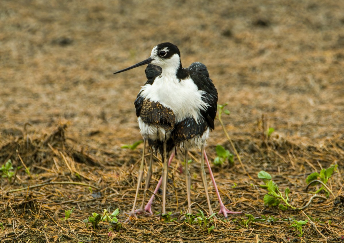Black-necked Stilt - ML639806743