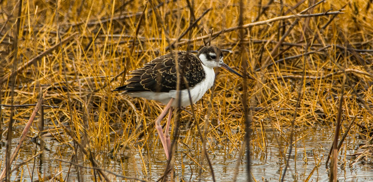 Black-necked Stilt - ML639806744