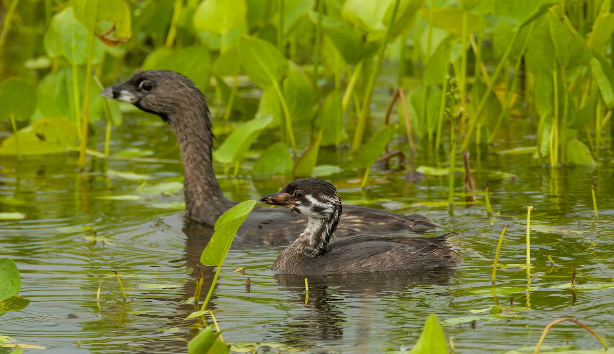 Pied-billed Grebe - ML639806773