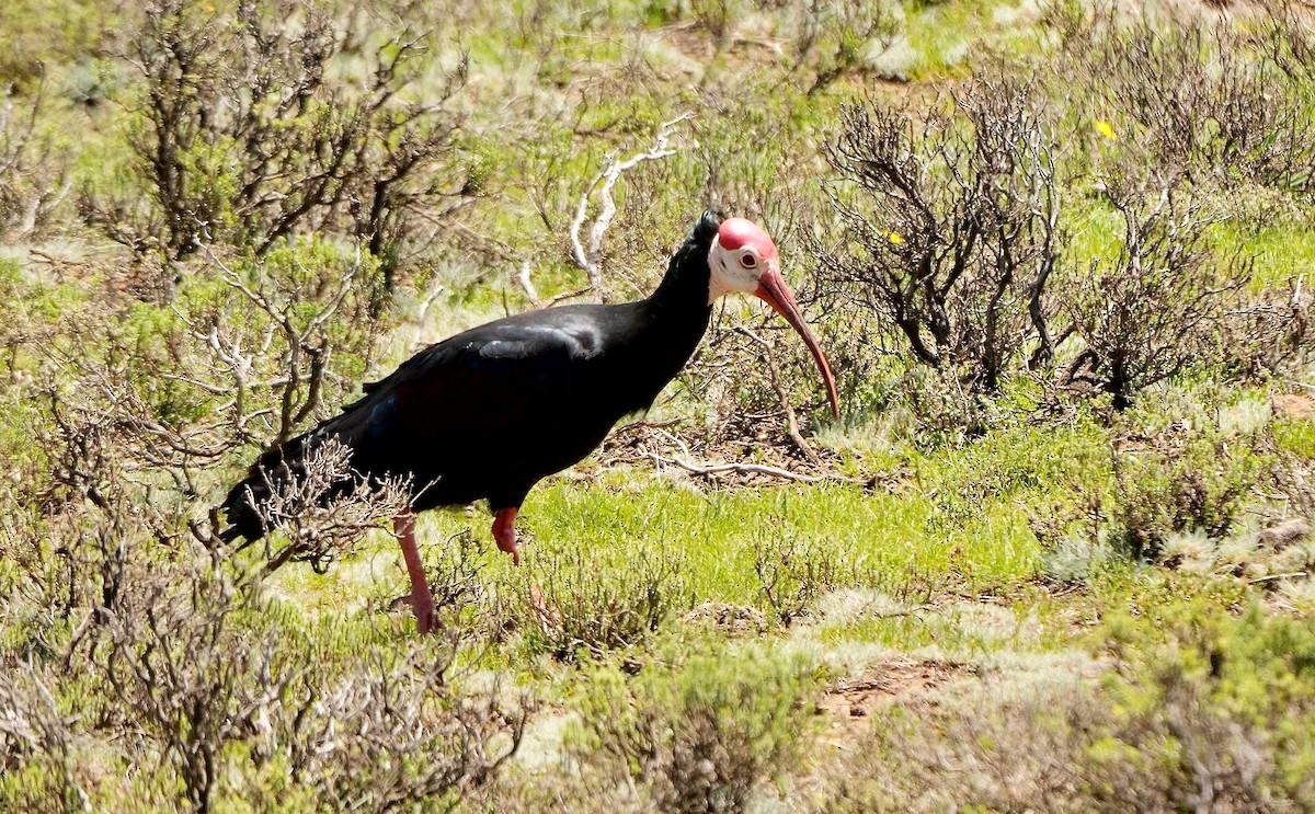 Ibis Calvo - ML639806812