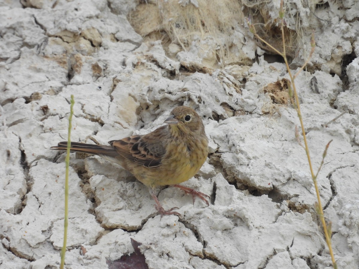 Cinereous Bunting - ML639806839