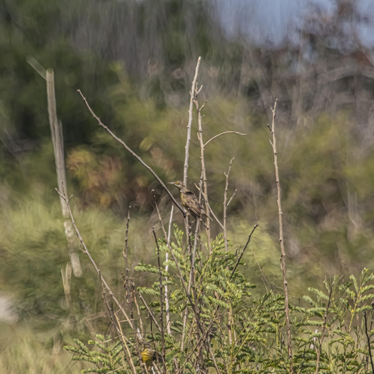 Eastern Meadowlark (Cuban) - ML639807039