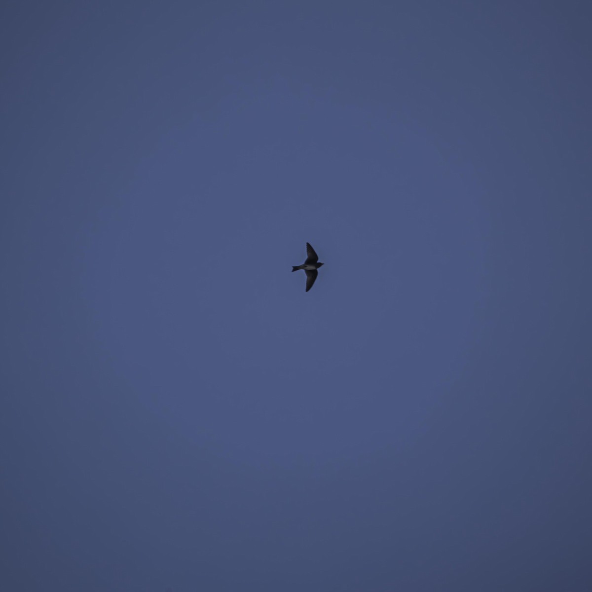 Cuban Martin - ML639807145