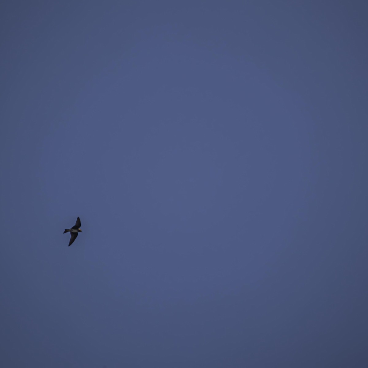 Cuban Martin - ML639807146