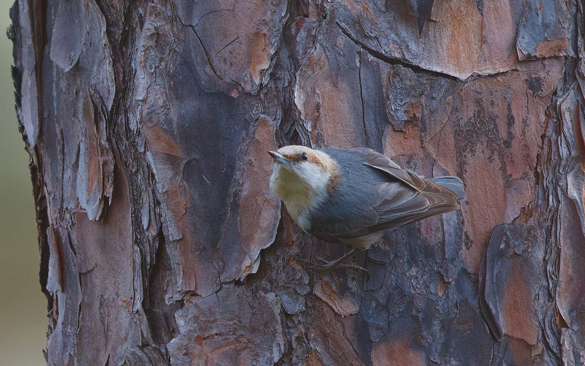 Brown-headed Nuthatch - ML639807150