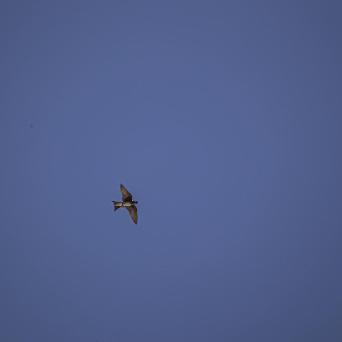 Cuban Martin - ML639807165