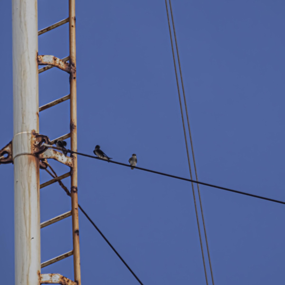 Cuban Martin - ML639807169