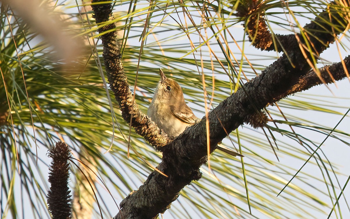 Pine Warbler - ML639807171