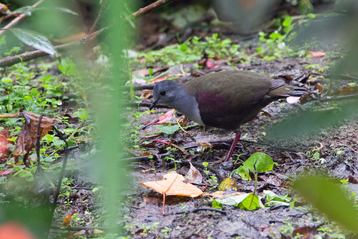 Gallicolombe de Beccari - ML639807239