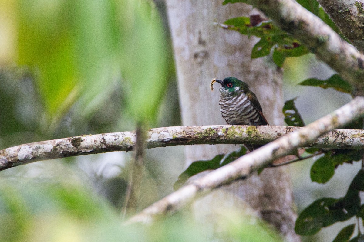 kukačka bělouchá - ML639807241