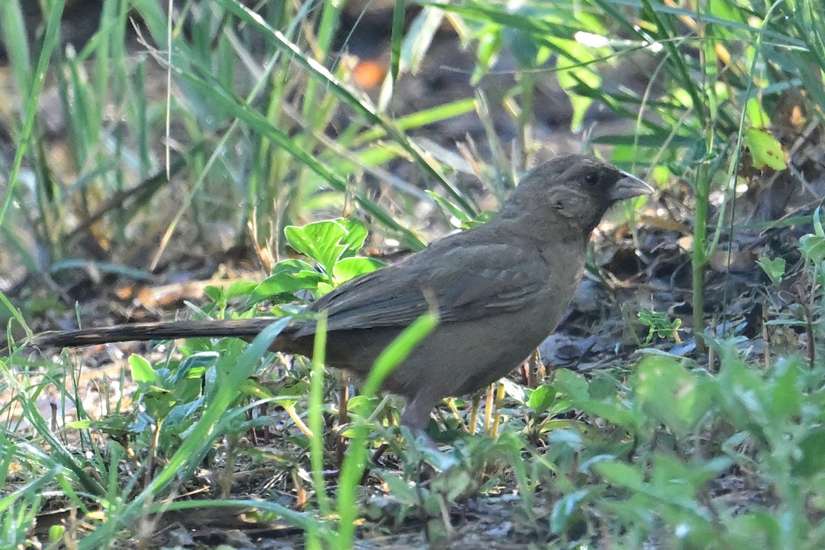 Abert's Towhee - ML639807253