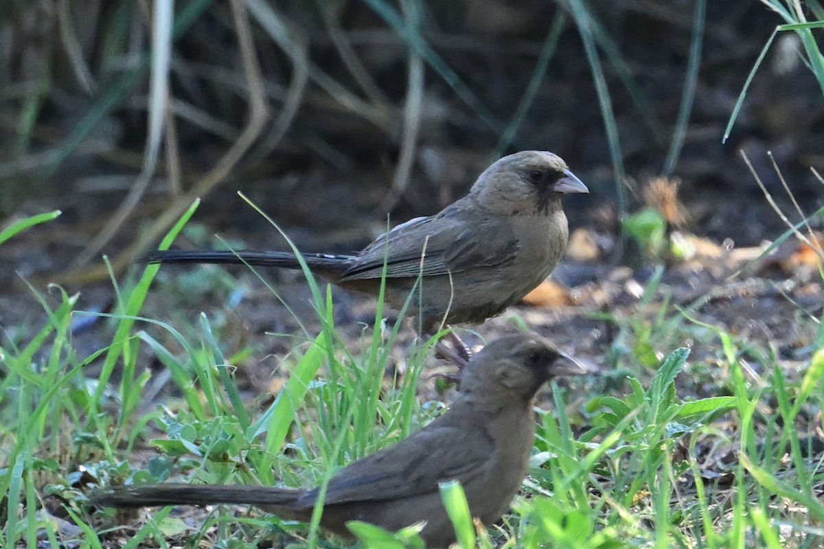 Abert's Towhee - ML639807254