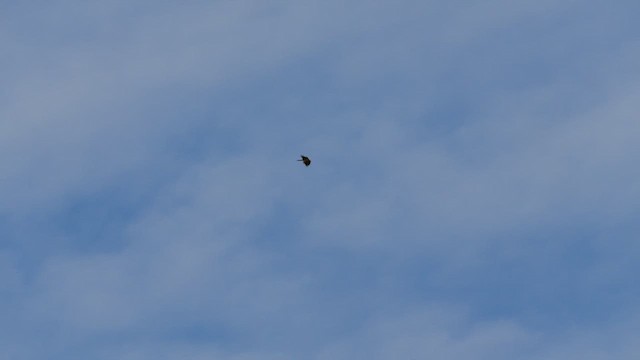 Bearded Vulture (African) - ML639807275