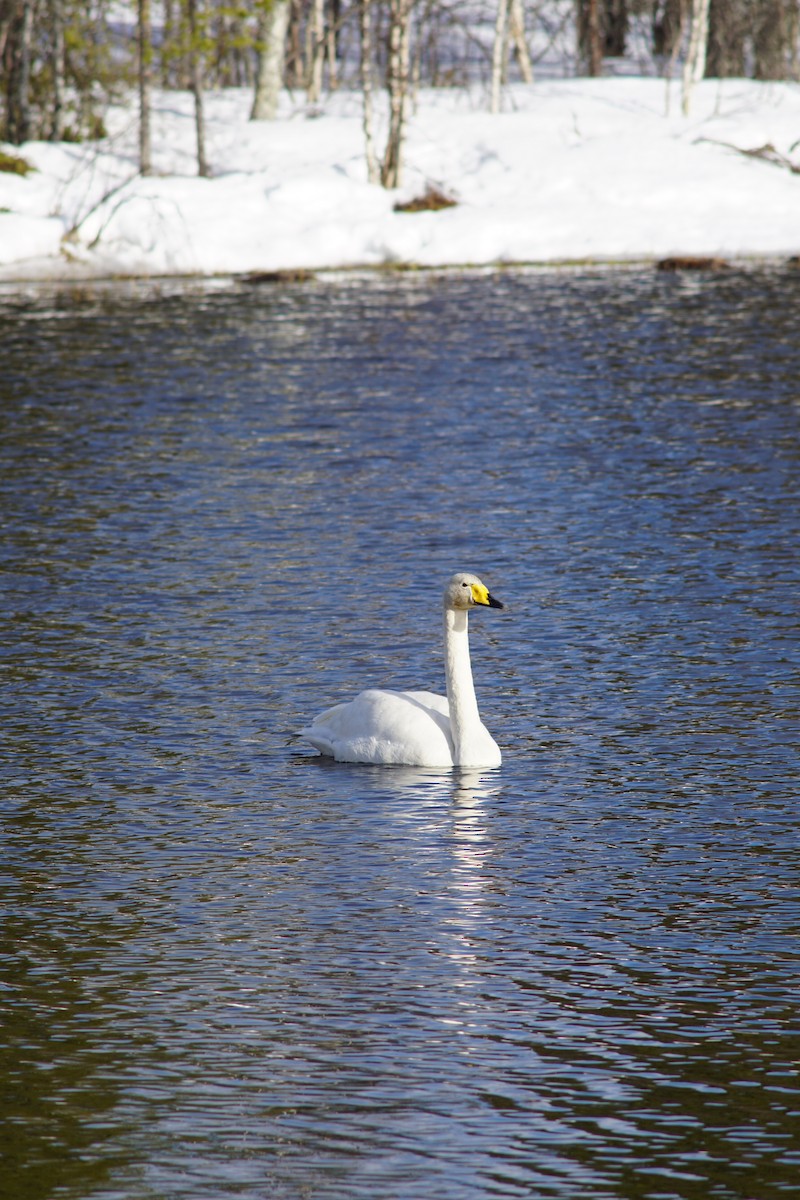 Whooper Swan - ML639807298