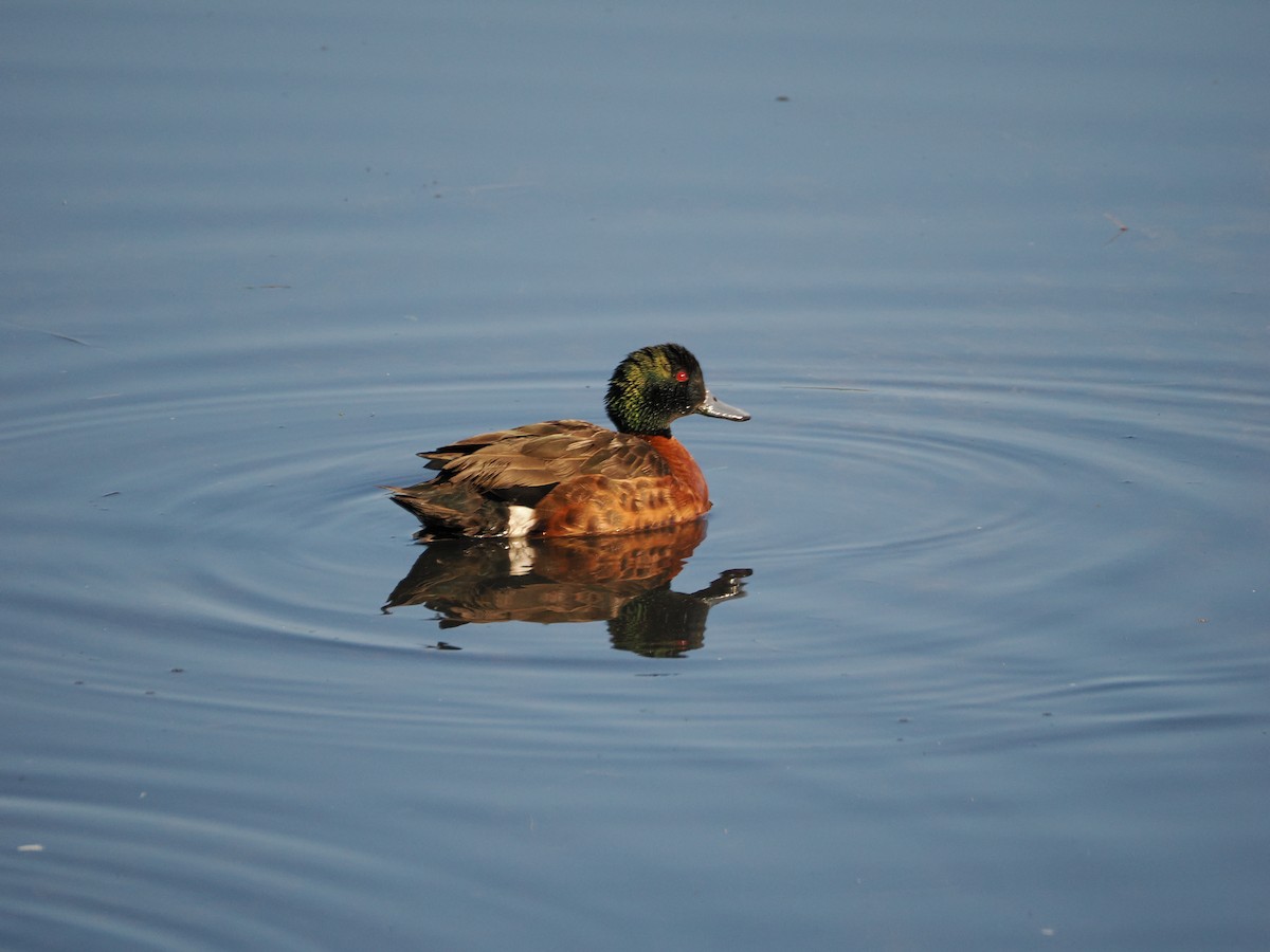 Chestnut Teal - ML639807321