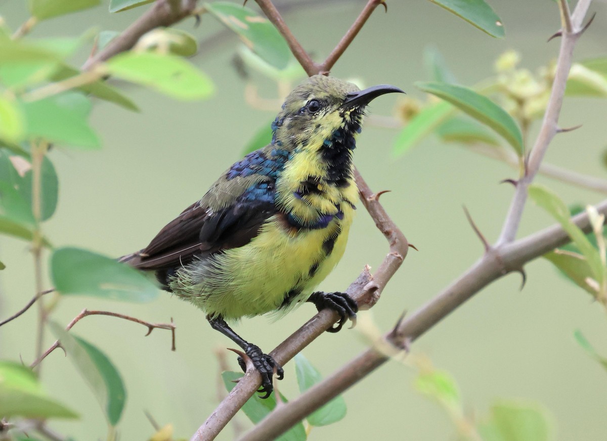 Purple Sunbird - ML639807330