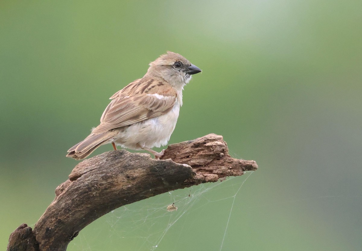 Moineau du Sind - ML639807366