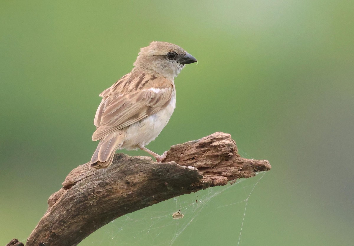 Sind Sparrow - ML639807368