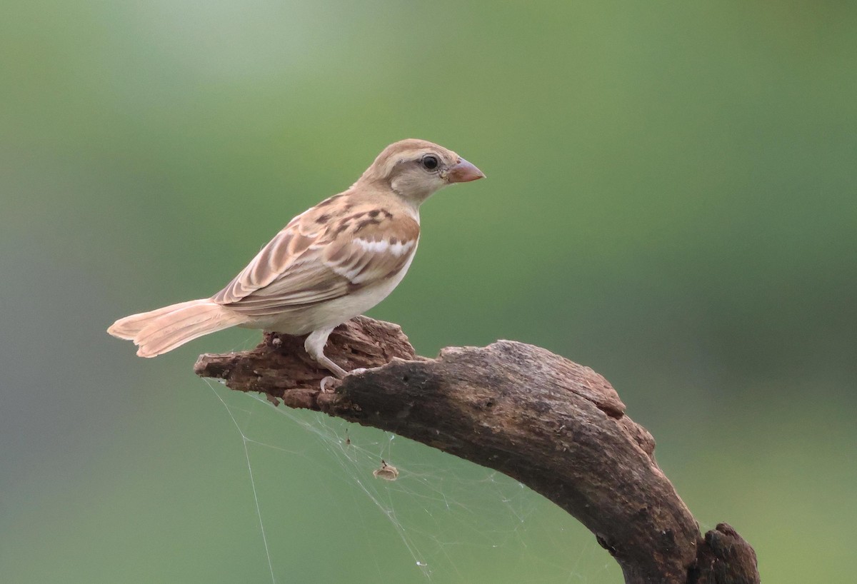 Sind Sparrow - ML639807369