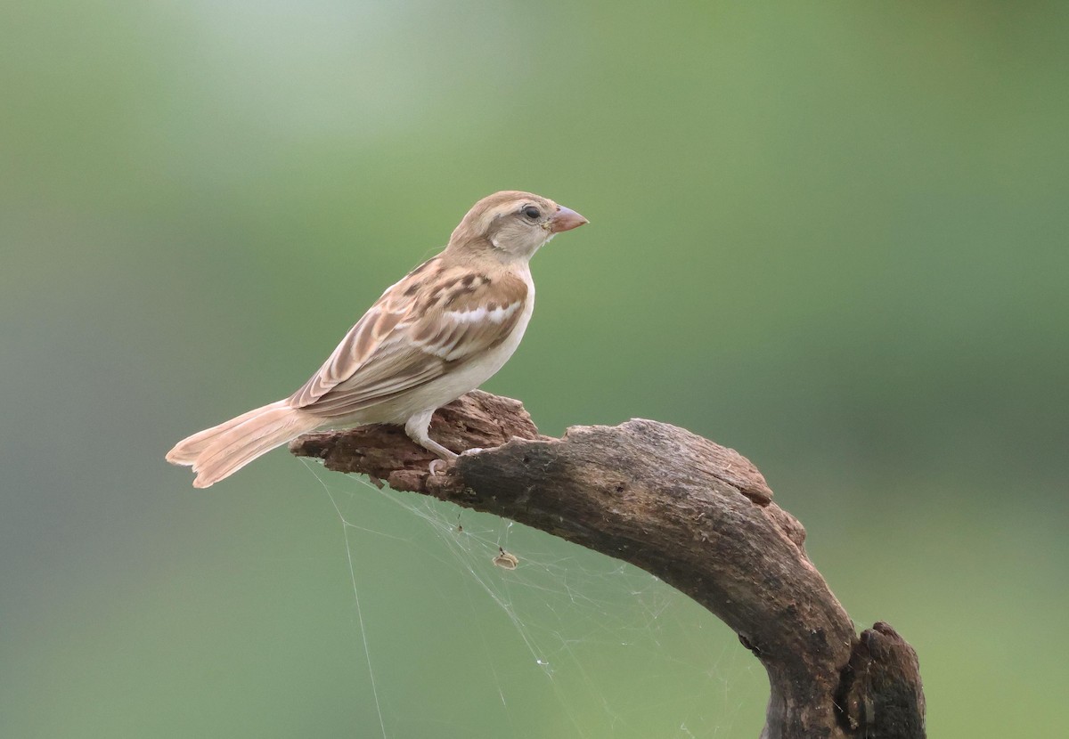Sind Sparrow - ML639807370