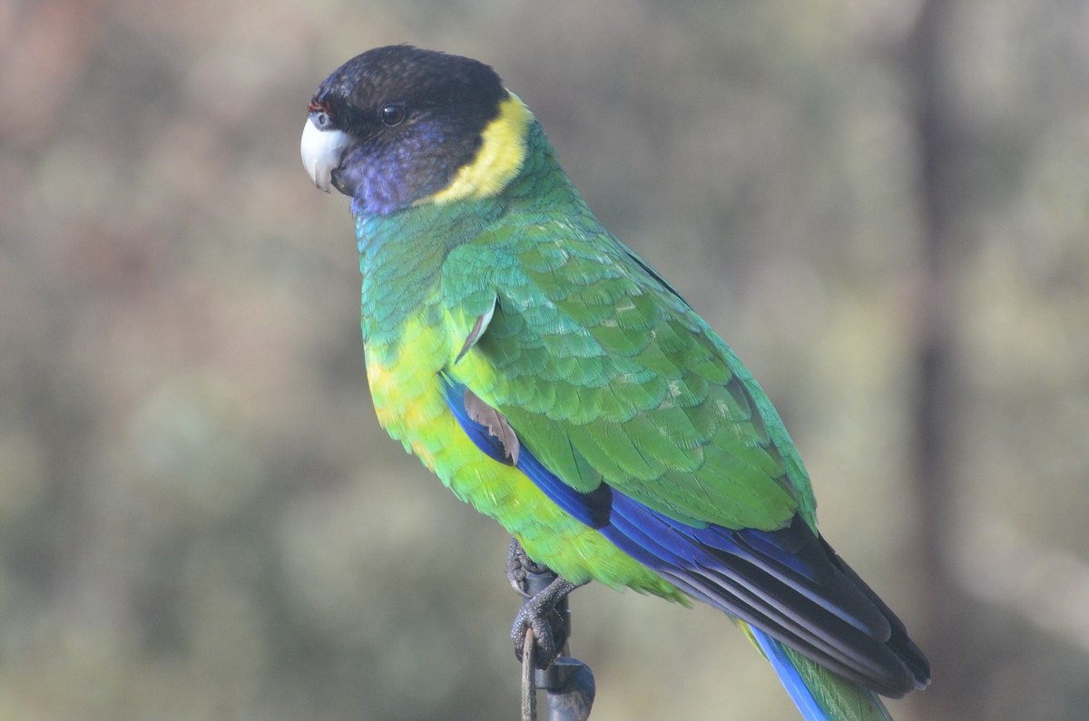 Perico de Port Lincoln - ML639807418