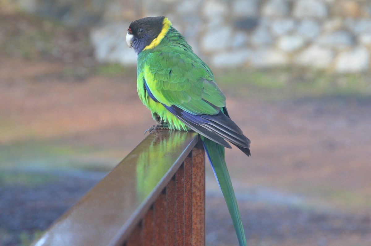 Perico de Port Lincoln - ML639807420