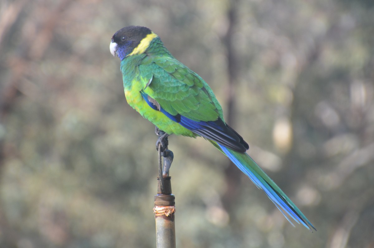 Perico de Port Lincoln - ML639807421