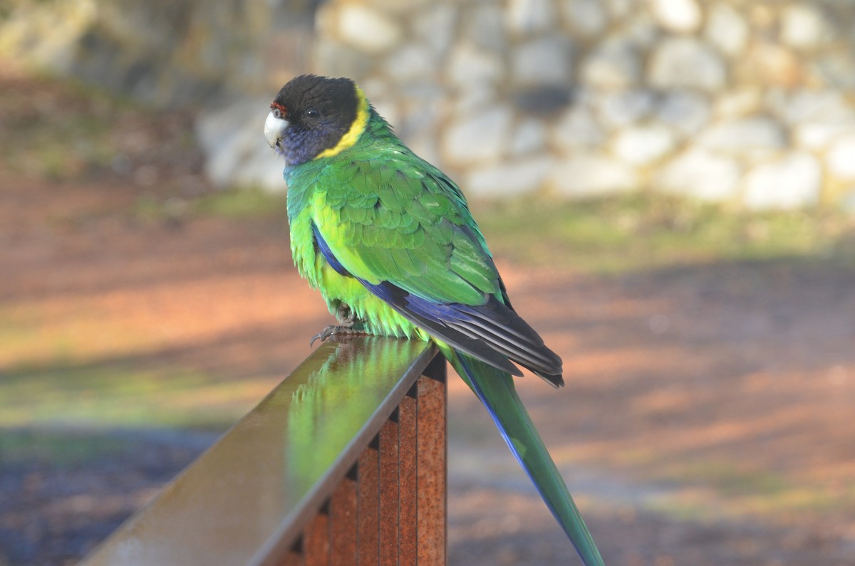 Perico de Port Lincoln - ML639807424