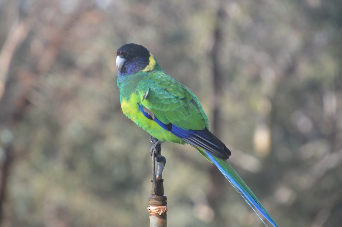 Perico de Port Lincoln - ML639807425