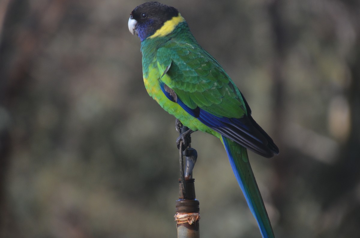 Perico de Port Lincoln - ML639807426