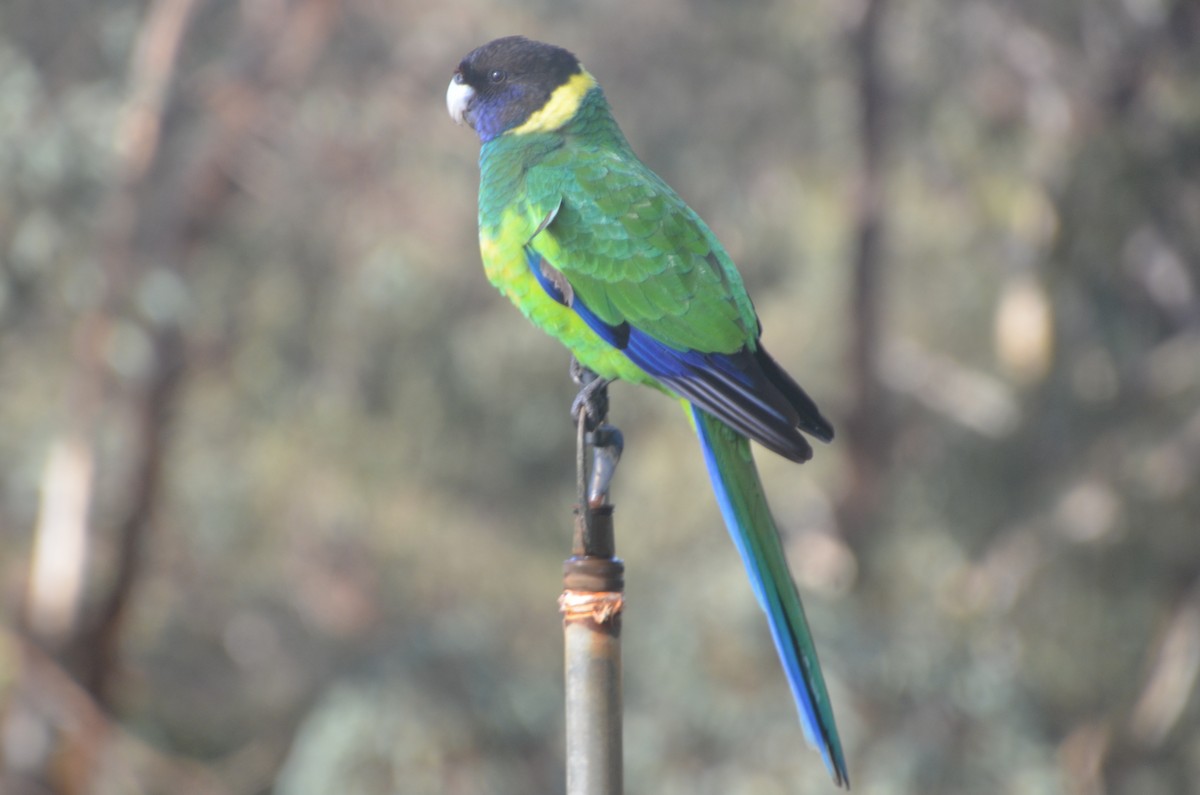 Perico de Port Lincoln - ML639807427