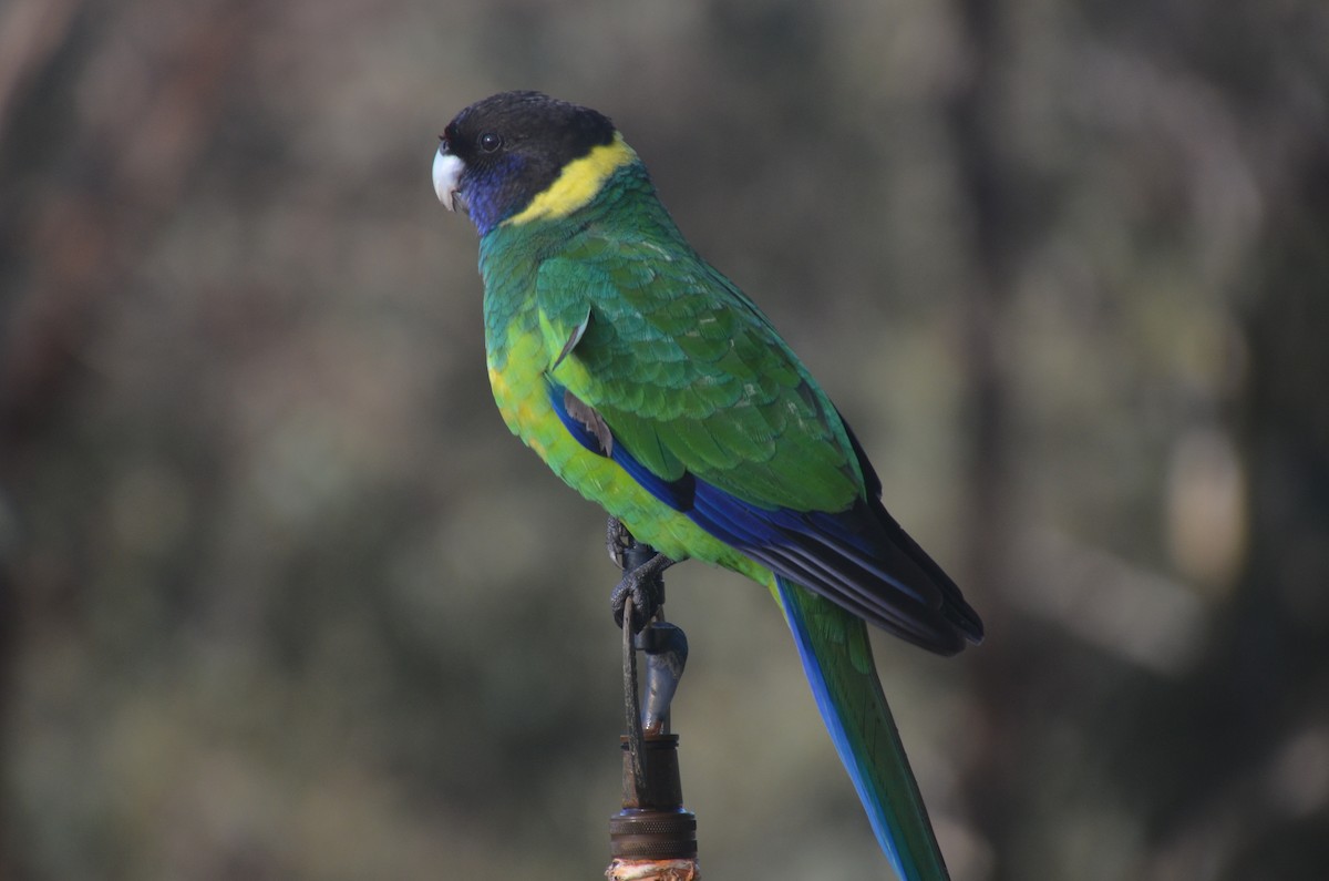 Perico de Port Lincoln - ML639807428