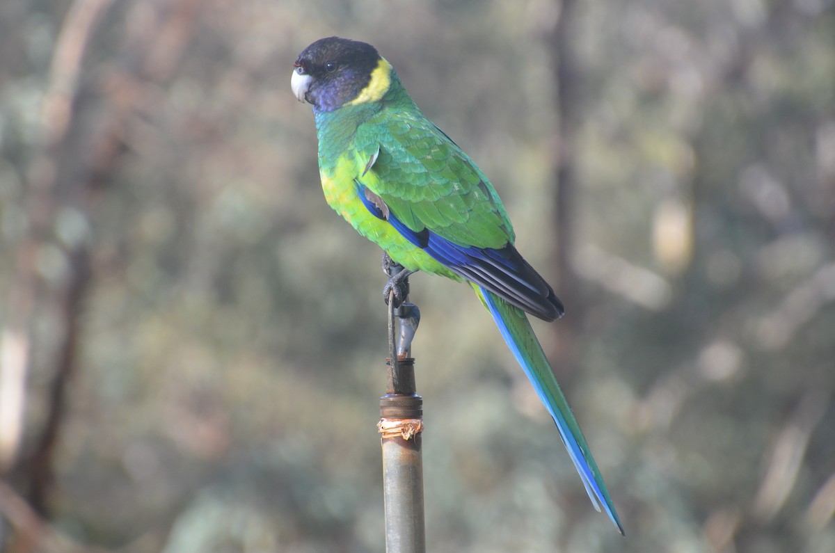 Perico de Port Lincoln - ML639807429