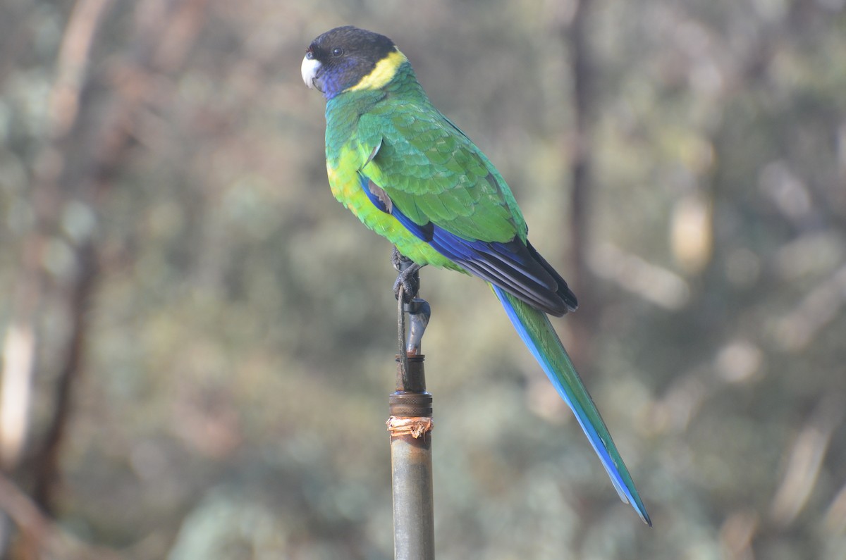 Perico de Port Lincoln - ML639807430