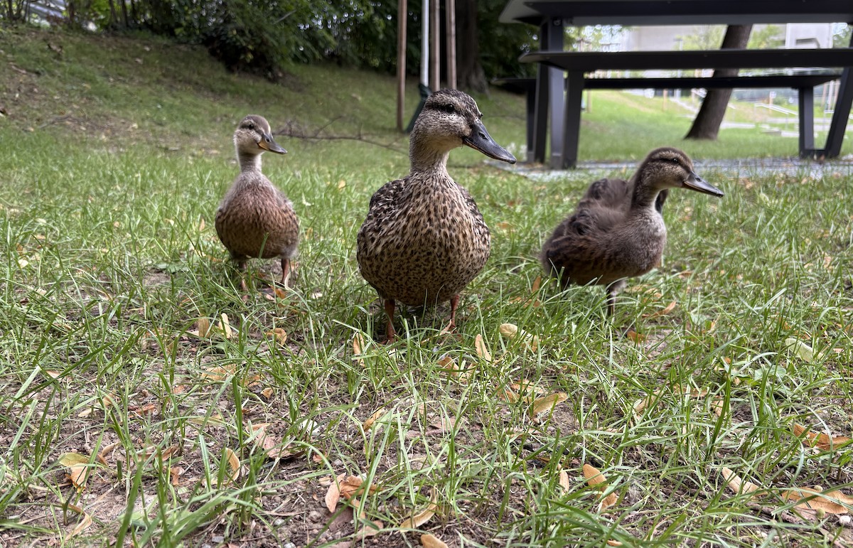 Mallard - ML639807438