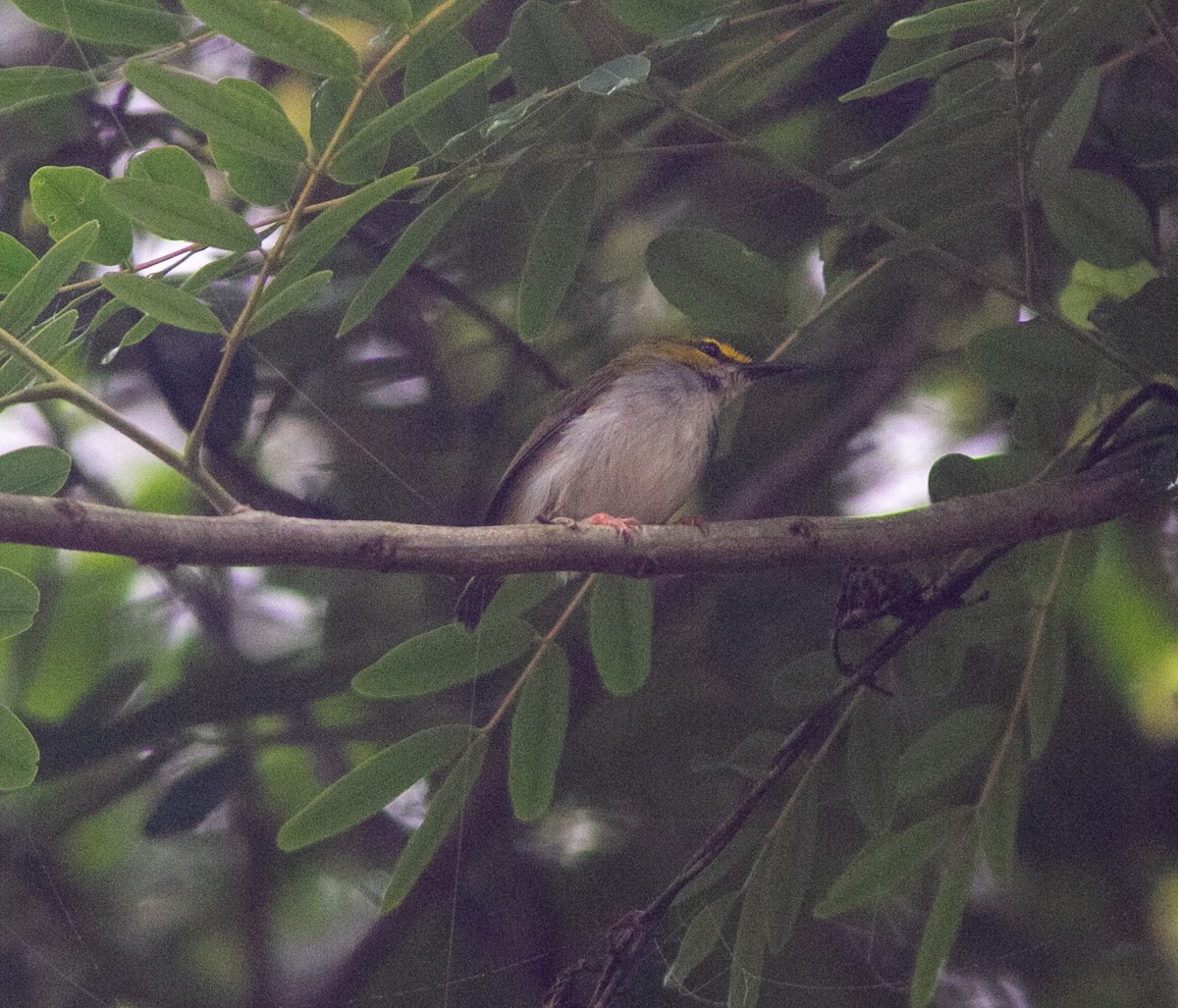 Yellow-browed Camaroptera - ML639807440
