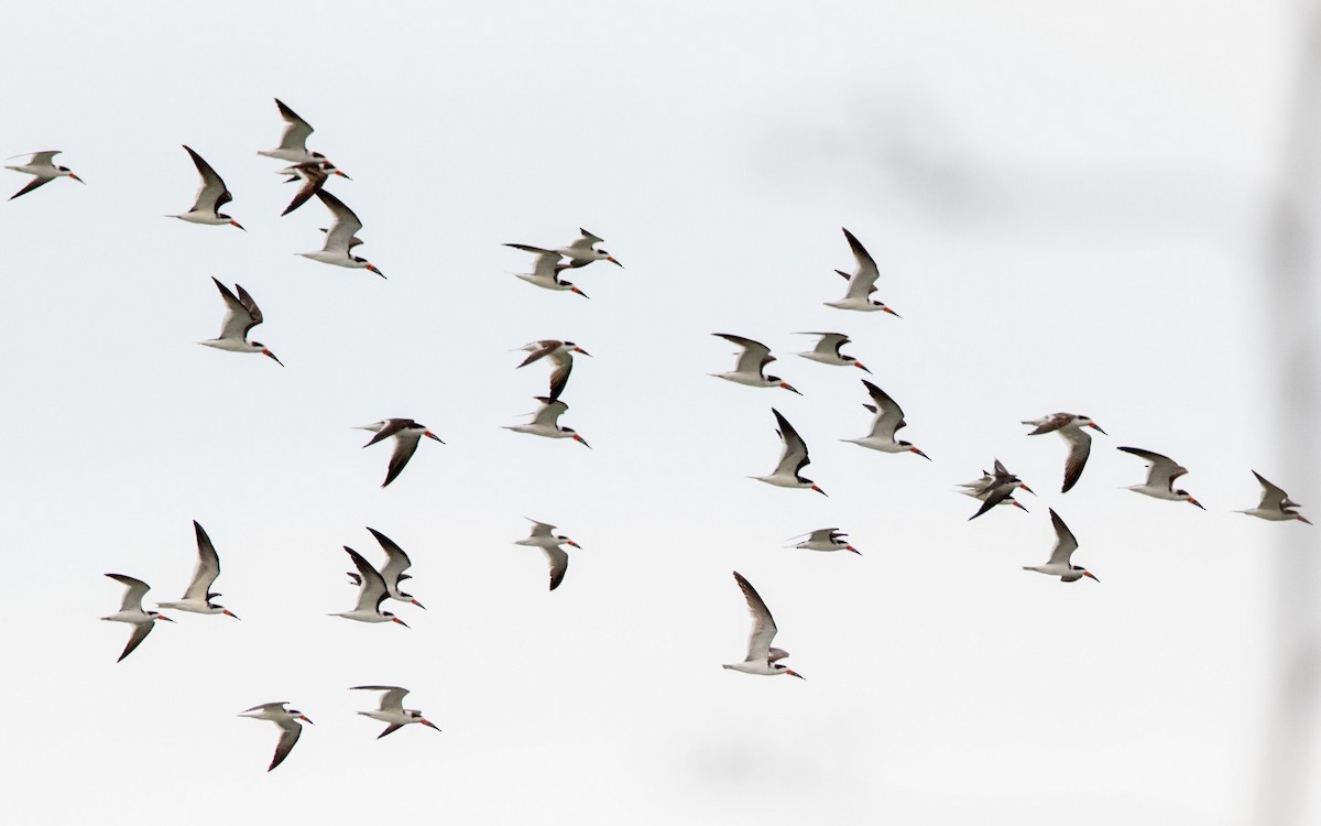 Black Skimmer - ML639807442