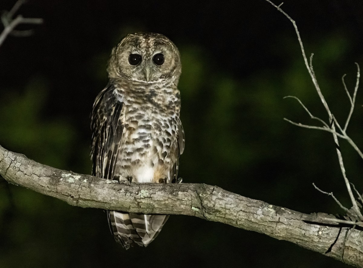 Rusty-barred Owl - ML639807452