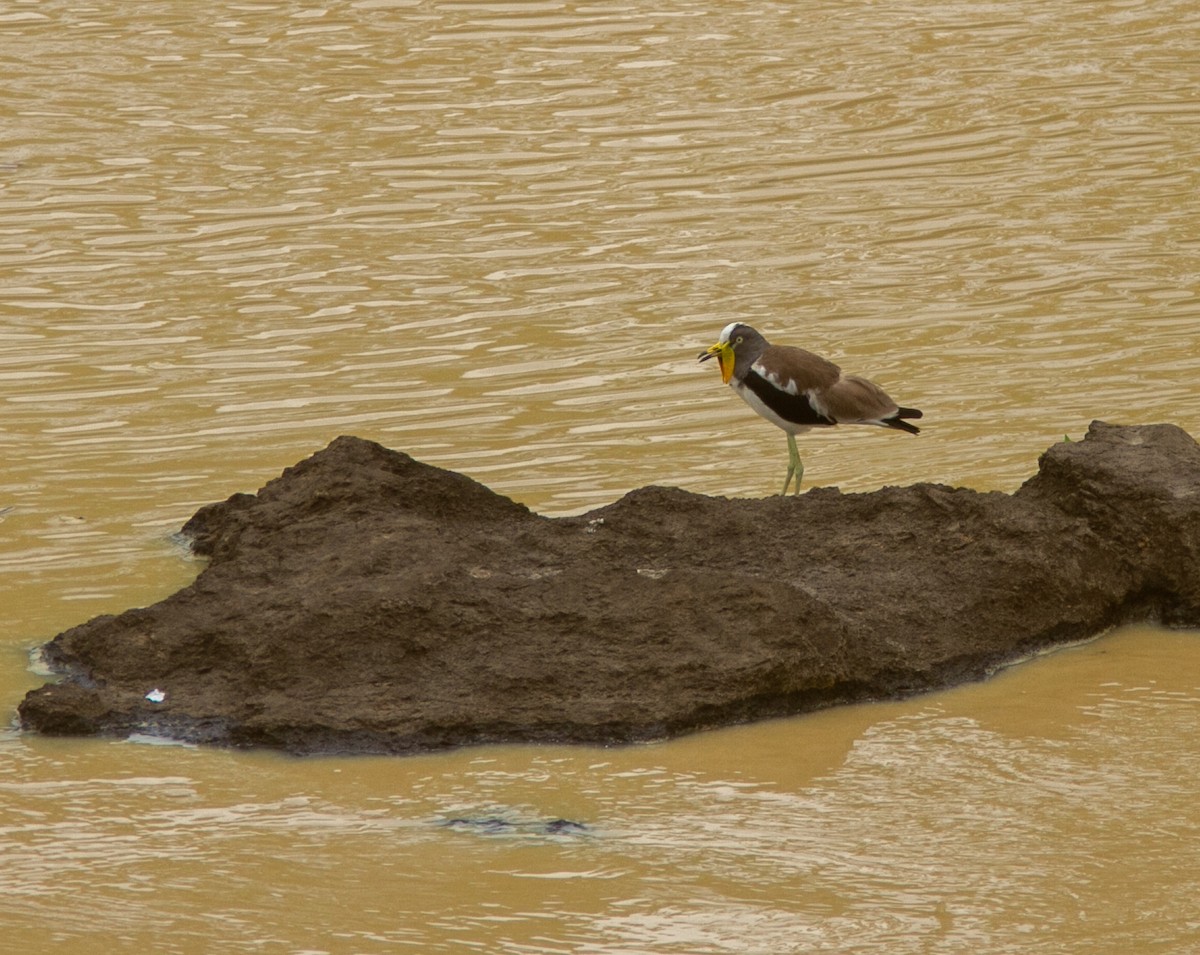 White-crowned Lapwing - ML639807457