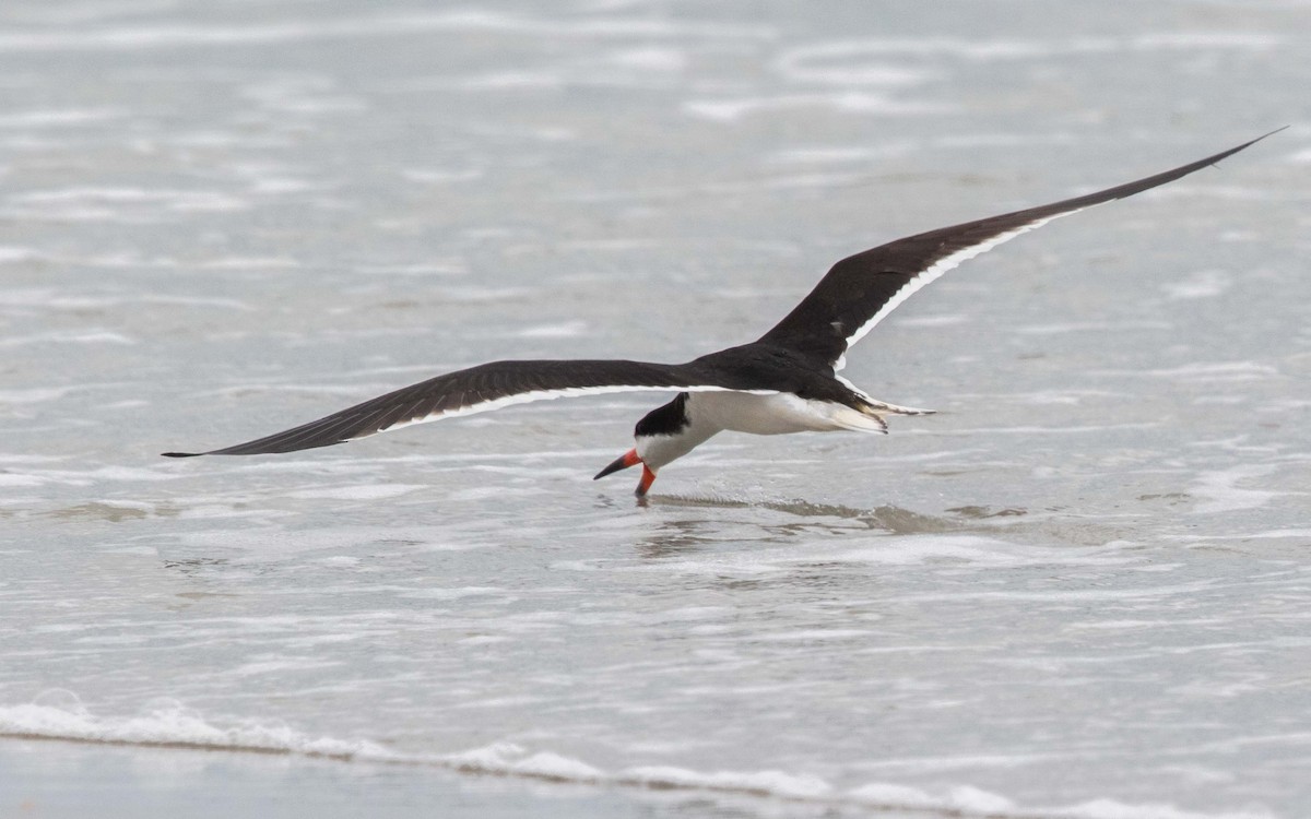 Black Skimmer - ML639807461