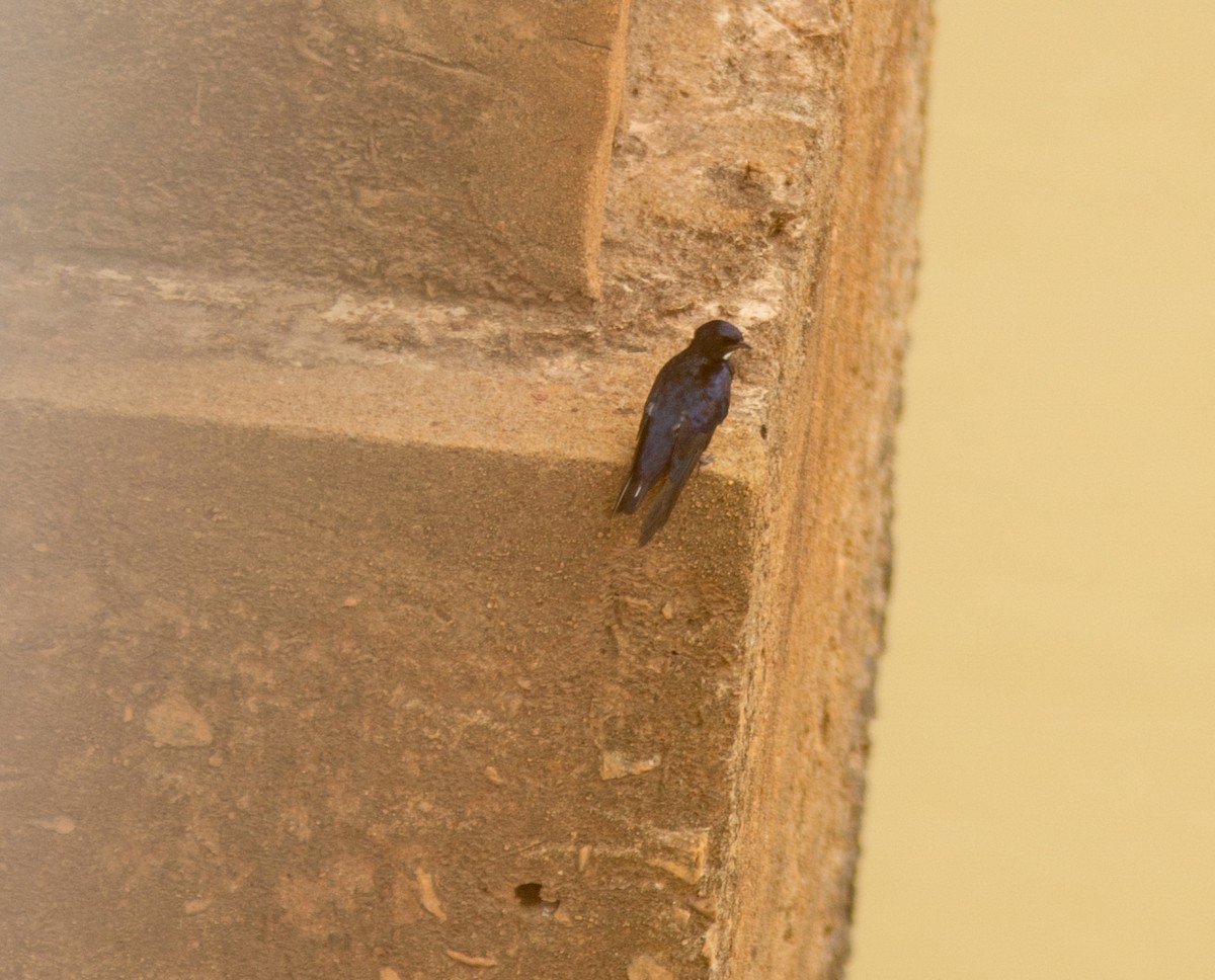 White-throated Blue Swallow - ML639807472
