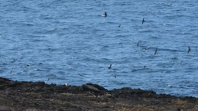 Wedge-rumped Storm-Petrel - ML639807479