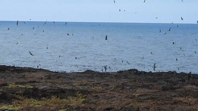 Wedge-rumped Storm-Petrel - ML639807483