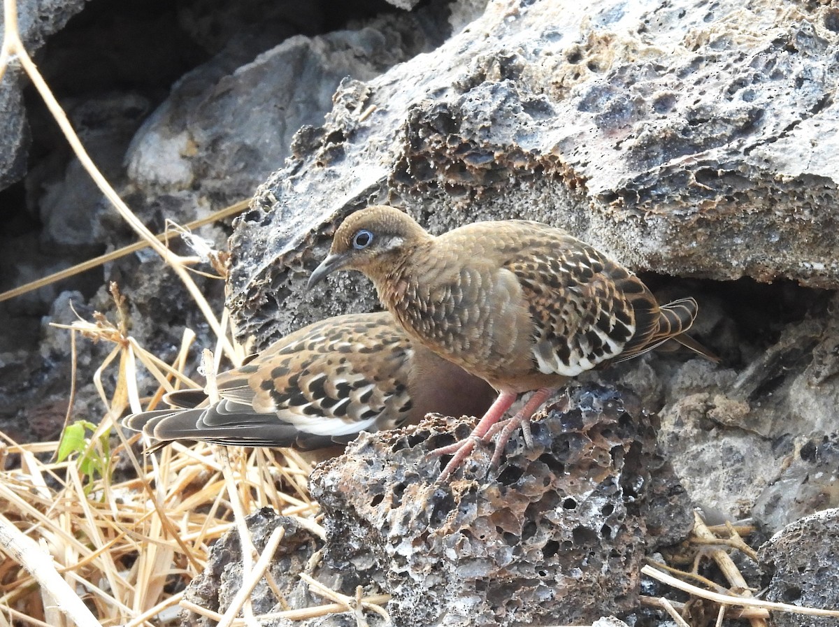 Galapagos Dove - ML639807488