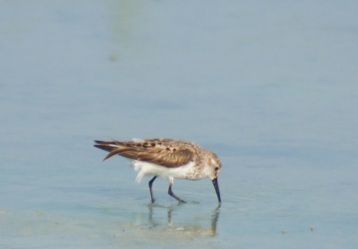 Western Sandpiper - ML639807501
