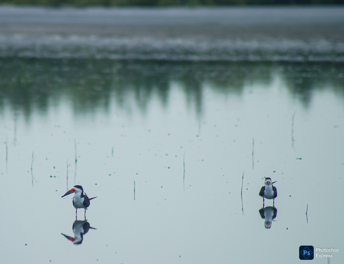 Black Skimmer - ML639807506