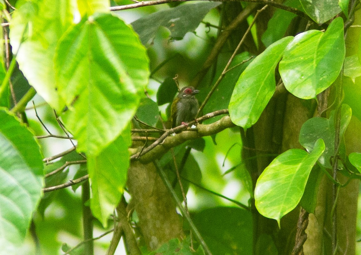 African Piculet - ML639807609