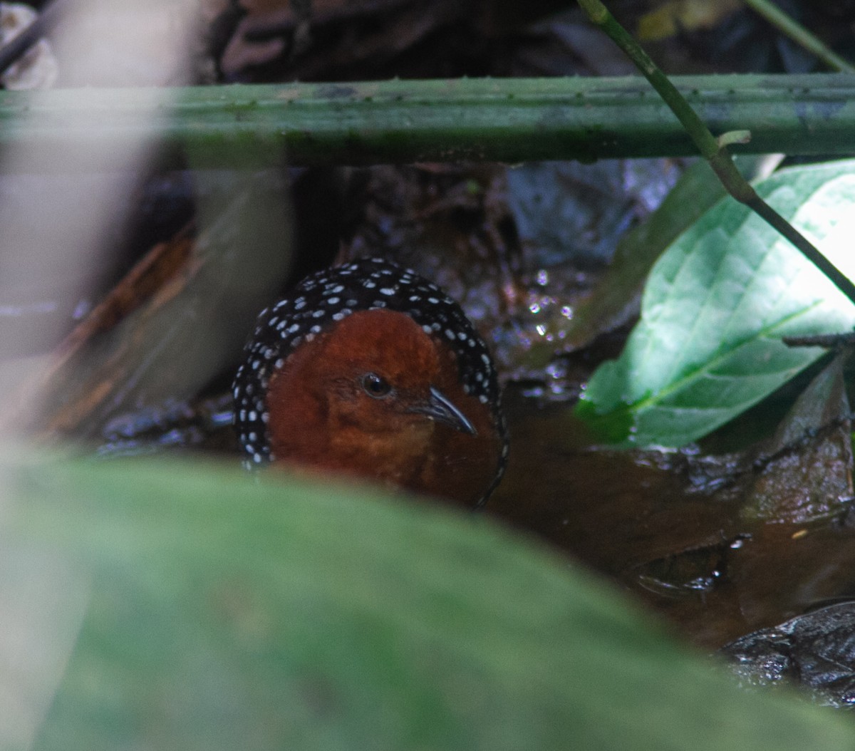 White-spotted Flufftail (Northern) - ML639807640